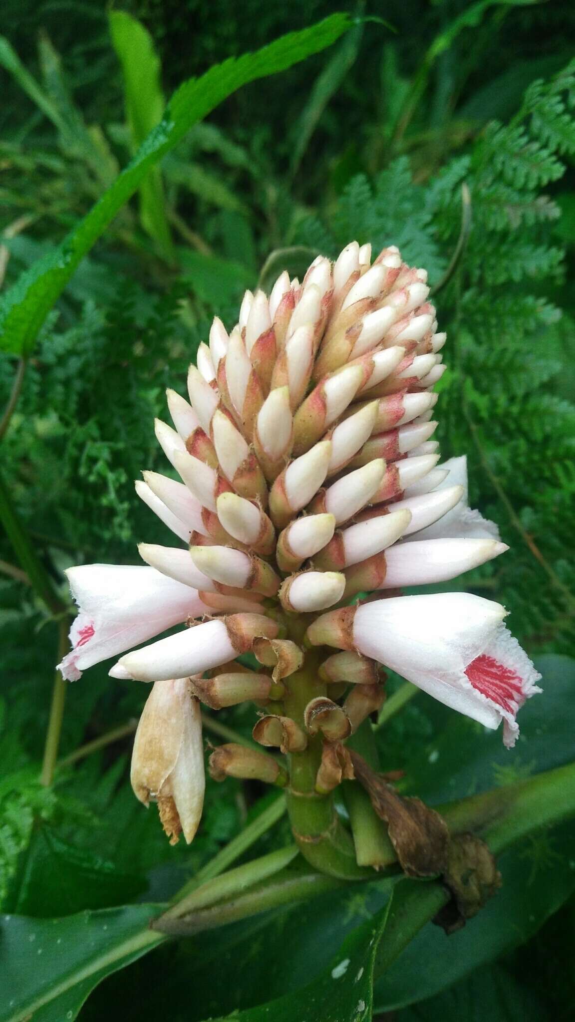 Image of Alpinia pricei Hayata