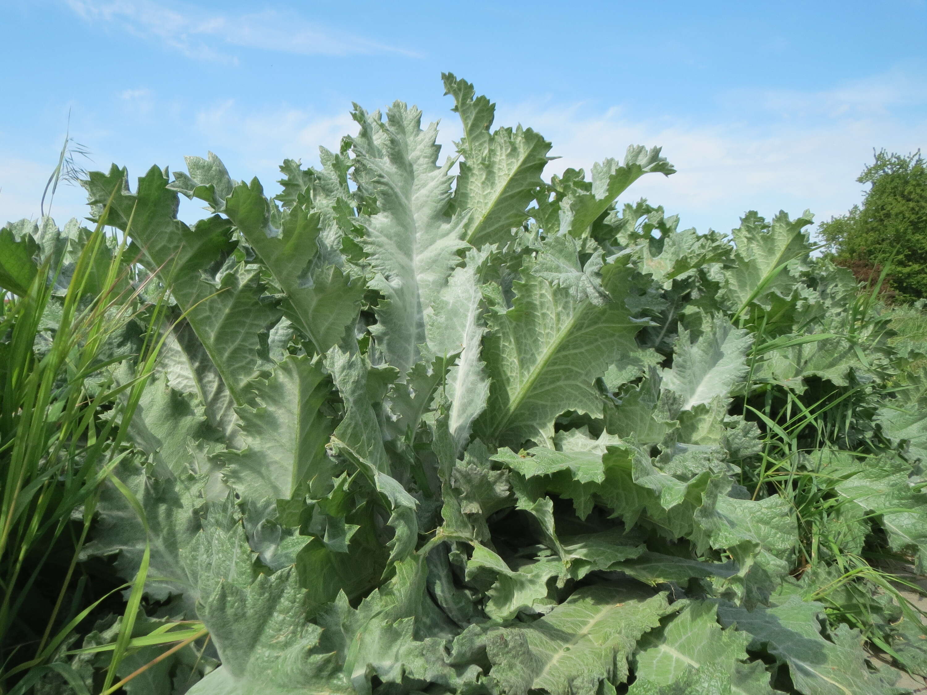 Image of Cotton Thistle