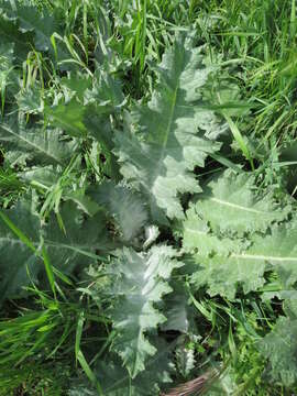 Image of Cotton Thistle