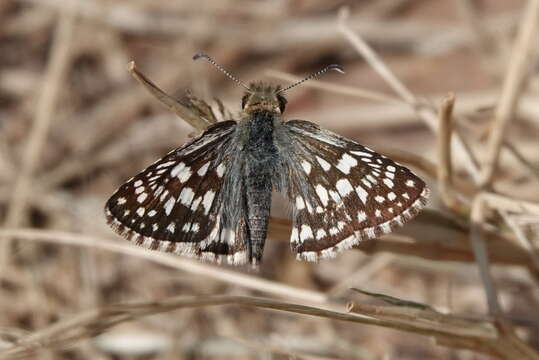 Image of Chloe Checkered-Skipper