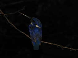 Image of Azure Kingfisher