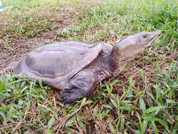 Image of Asiatic Softshell Turtle