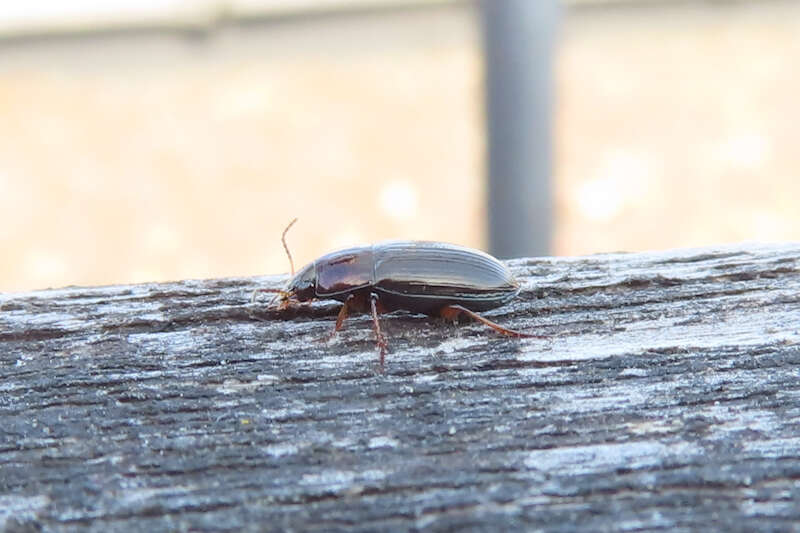 Image of Ground beetle