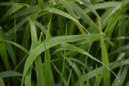 Image of heath false brome