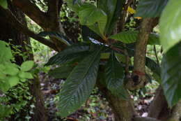 Image of loquat