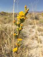 Imagem de Pyrrocoma racemosa var. sessiliflora (E. Greene) Mayes ex G. K. Brown & D. J. Keil