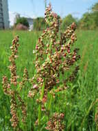 Image of Common Sorrel