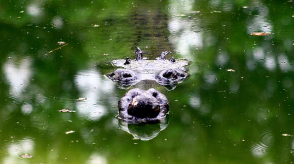 Image of Broad-snouted Crocodile