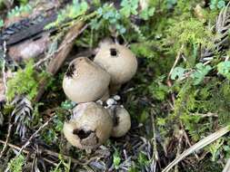 Lycoperdon spadiceum Schaeff. 1774的圖片