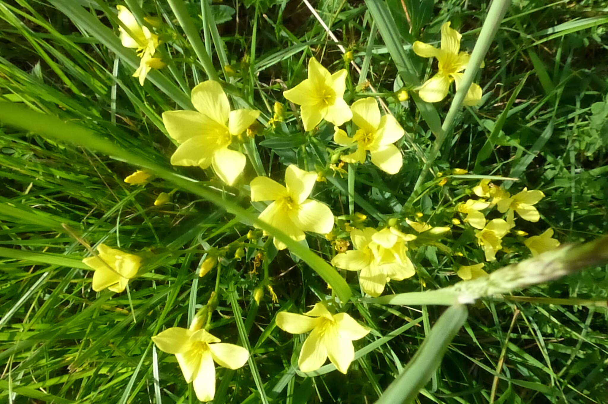 Image of golden flax