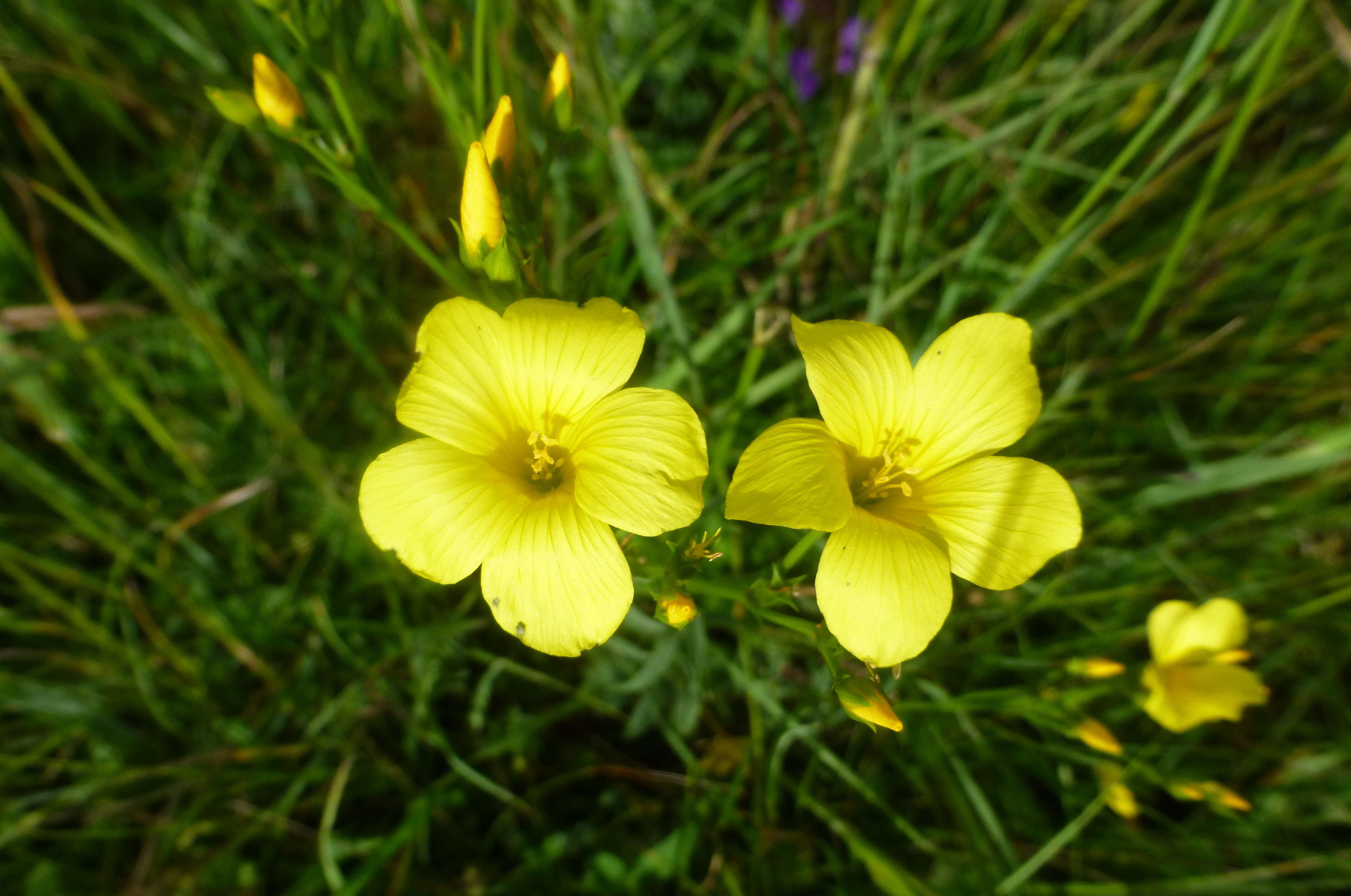 Image of golden flax