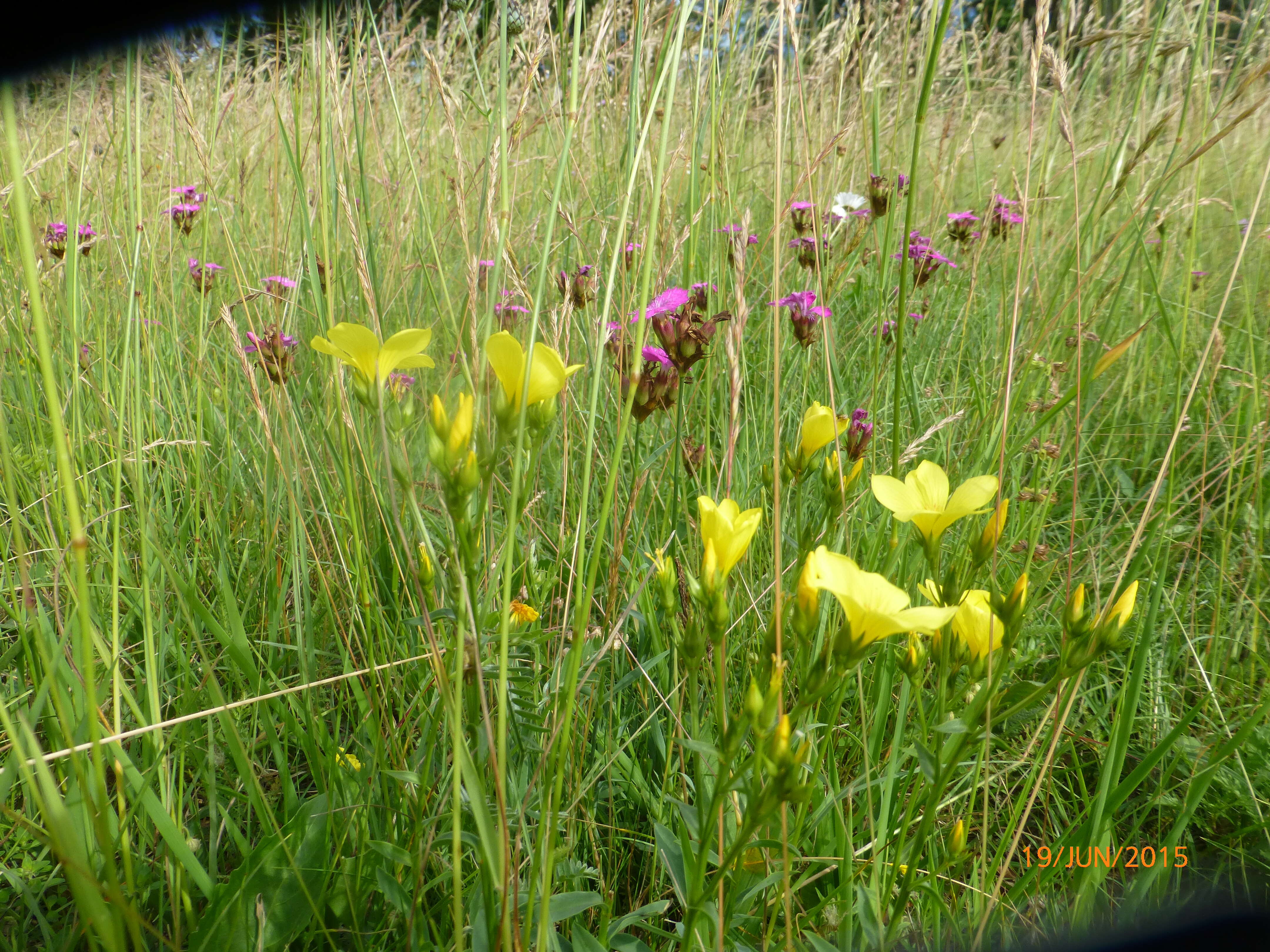 Image of golden flax