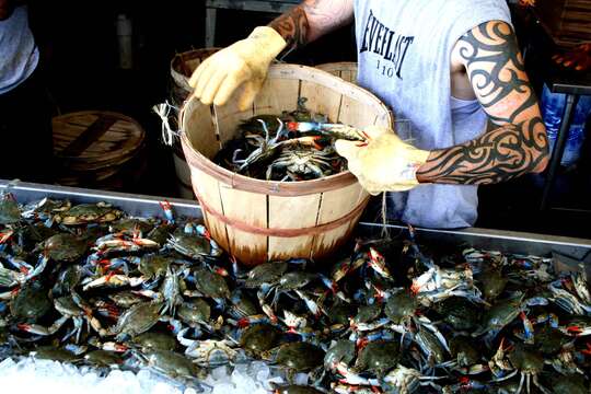 Image of blue crab