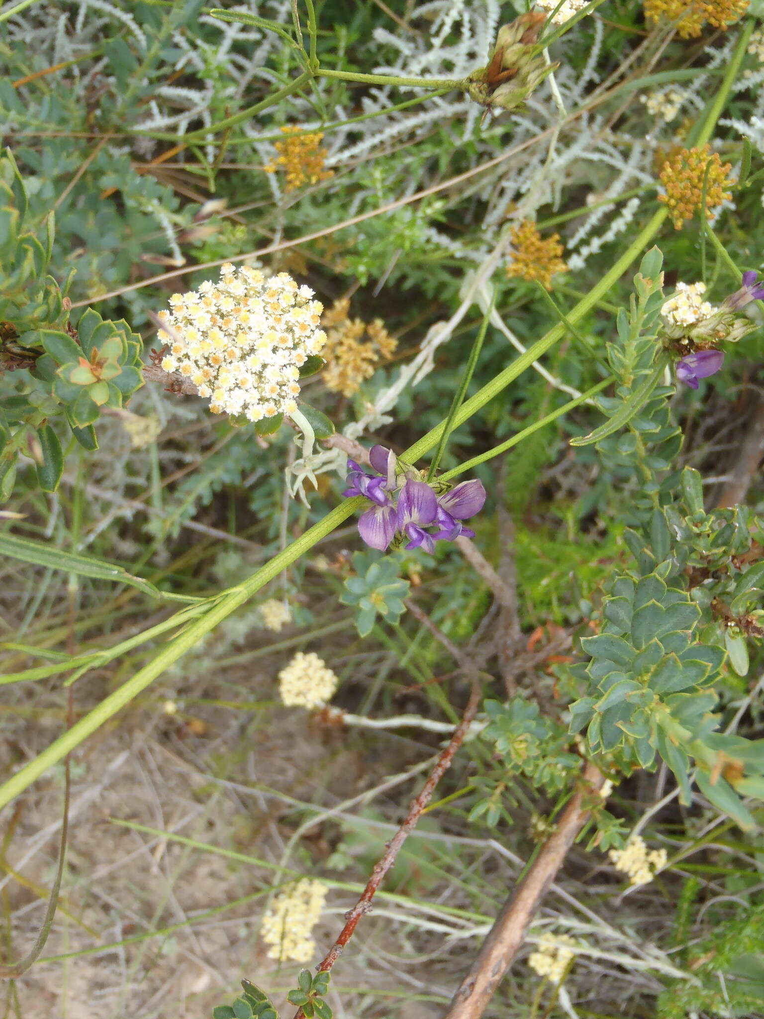 Image of Psoralea ensifolia (Houtt.) Merr.