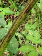 Image of Heracleum sosnowskyi Manden.