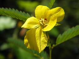 Image of partridge pea