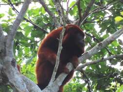 Image of Bolivian Red Howler Monkey