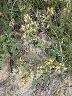 Imagem de Astragalus iodanthus S. Wats.