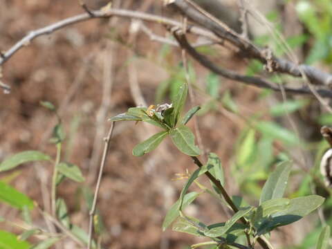 Image of Cadaba fruticosa (L.) Druce