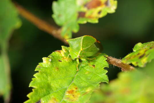 Image of Buffalo treehopper