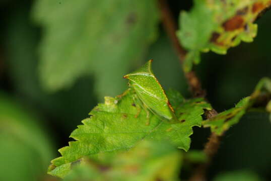 Image of Buffalo treehopper