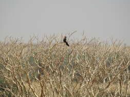 Image of Sahel Paradise Whydah