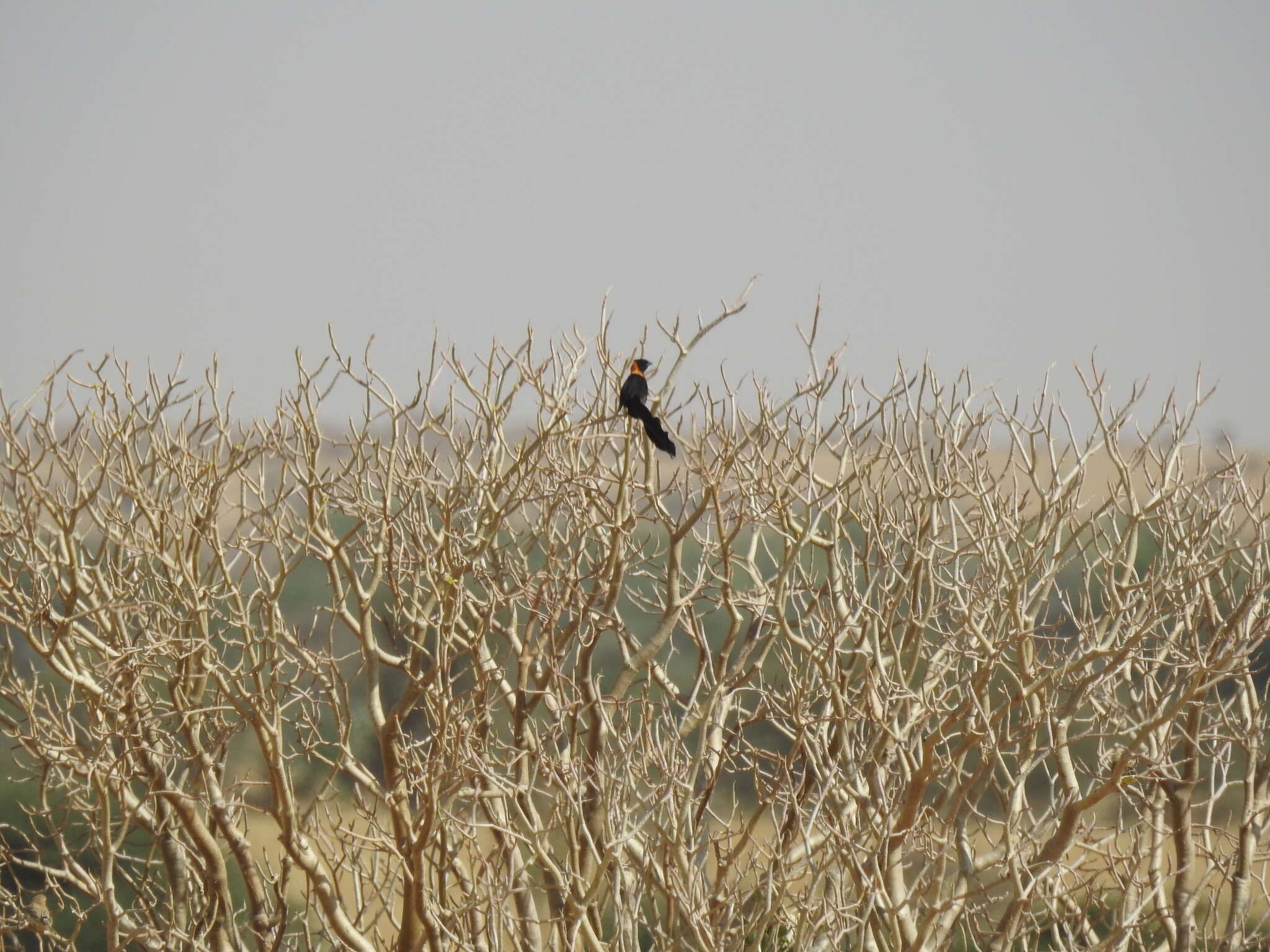 Image of Sahel Paradise Whydah