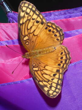 Image of Euptoieta hegesia meridiania Stichel 1938