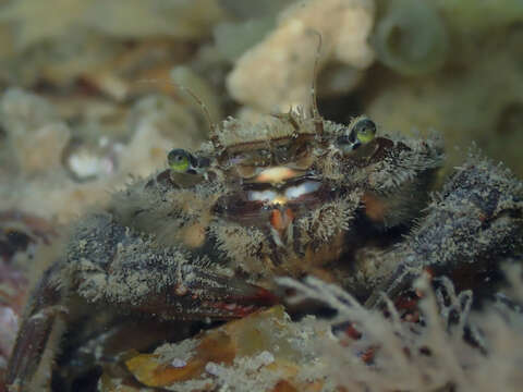 Image of arch-fronted swimming crab