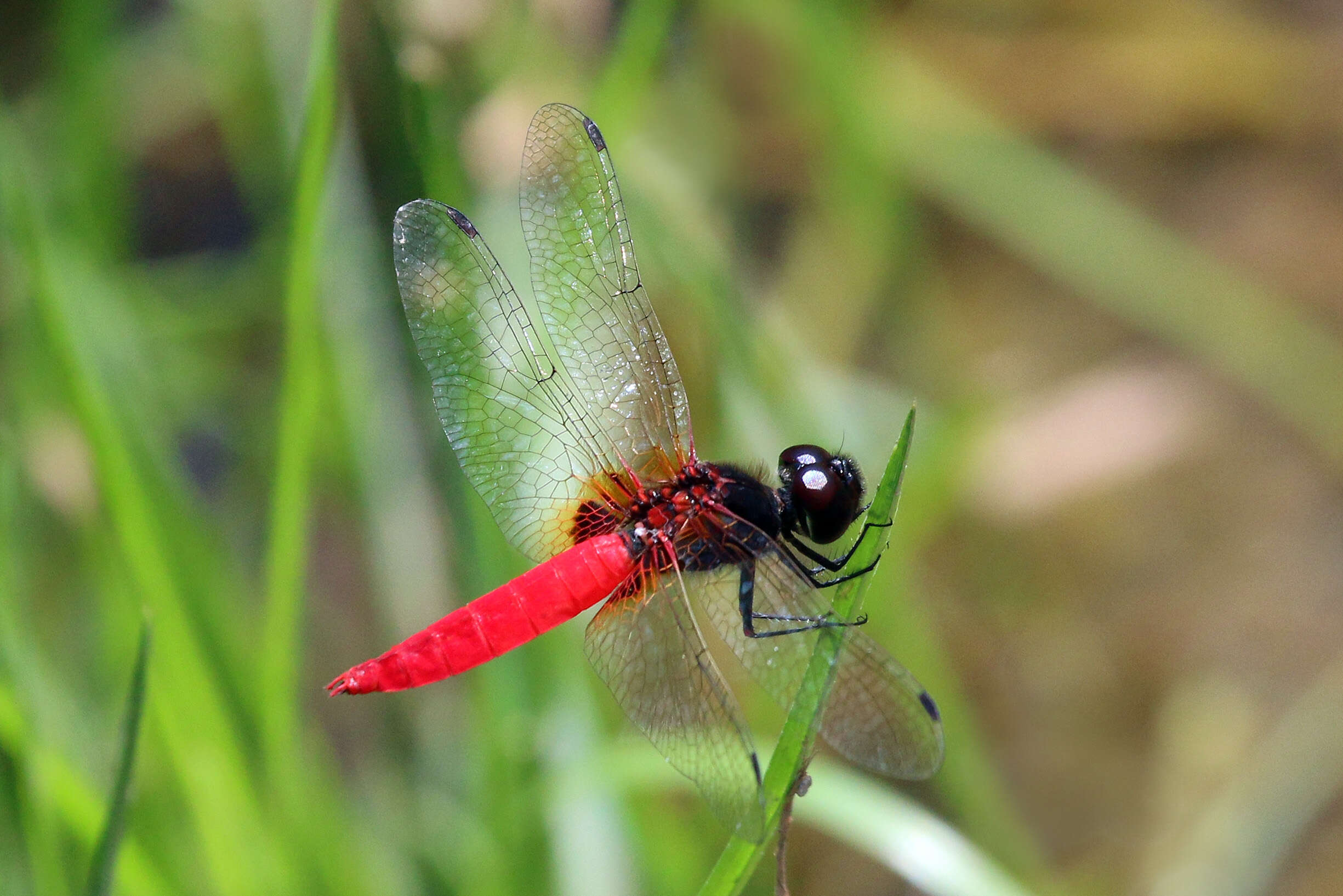 Image of Aethriamanta brevipennis (Rambur 1842)