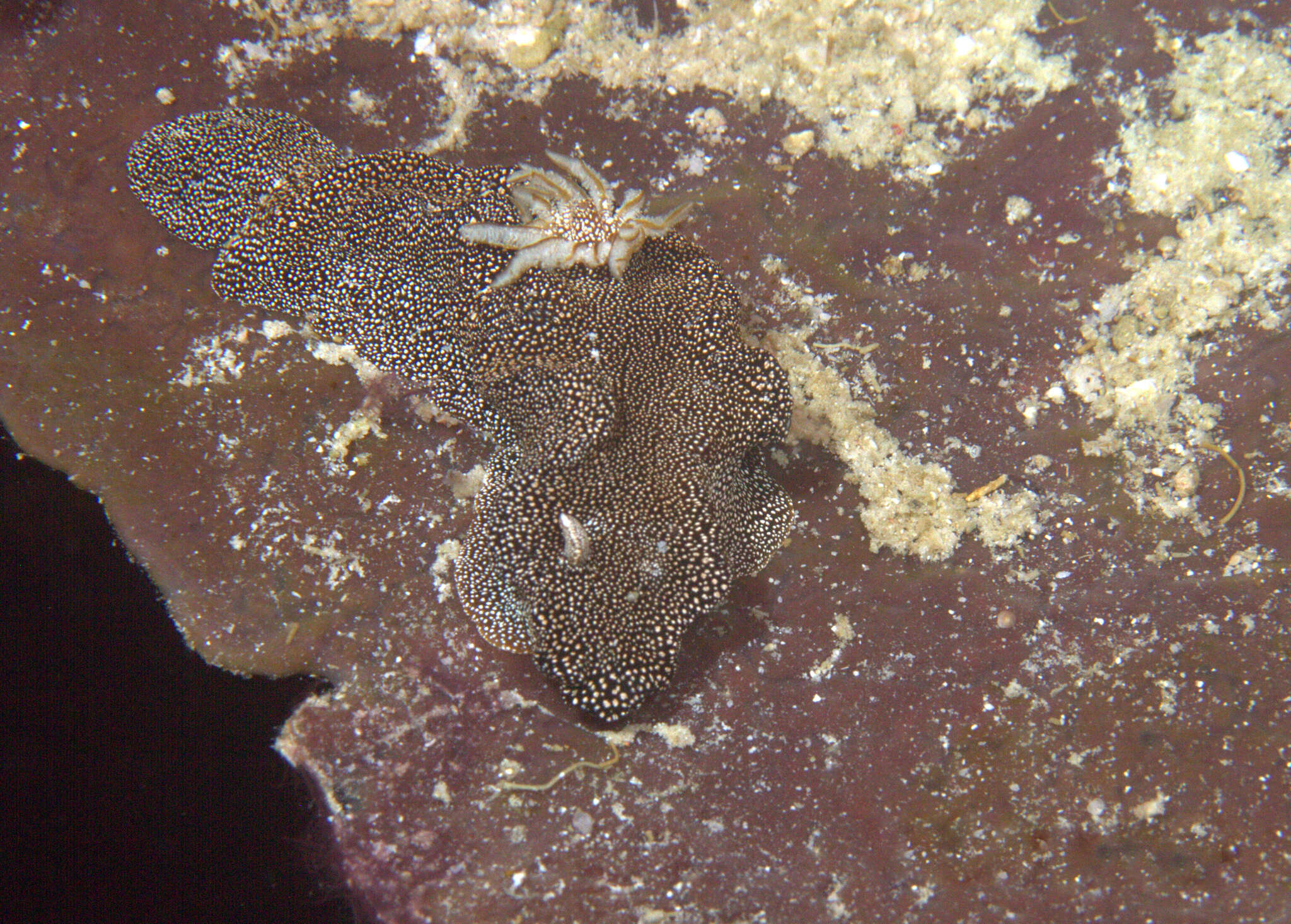 Image of Doriprismatica stellata (Rudman 1986)