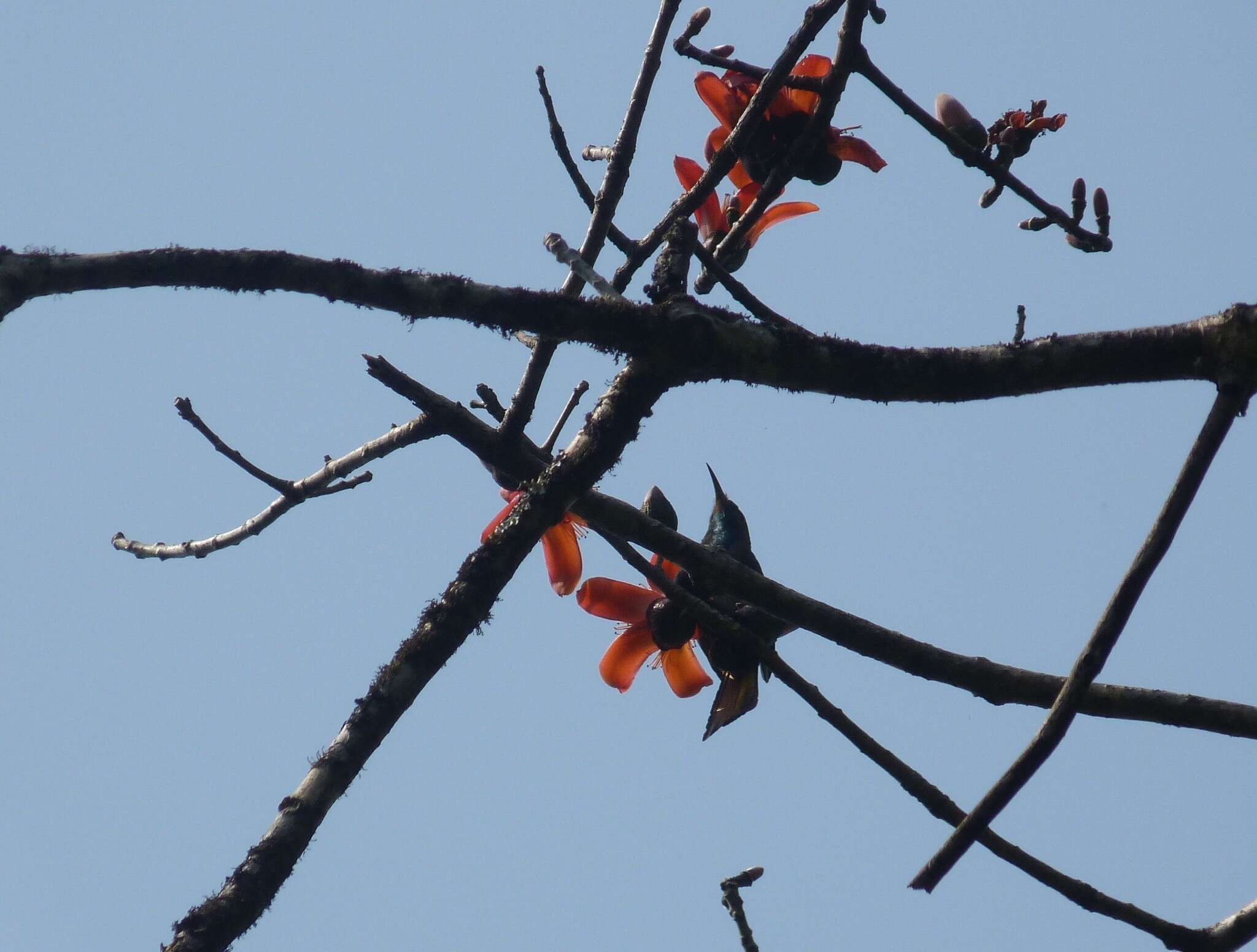 Image of Bearded Bee-eaters