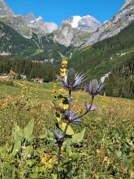 Eryngium alpinum L. resmi