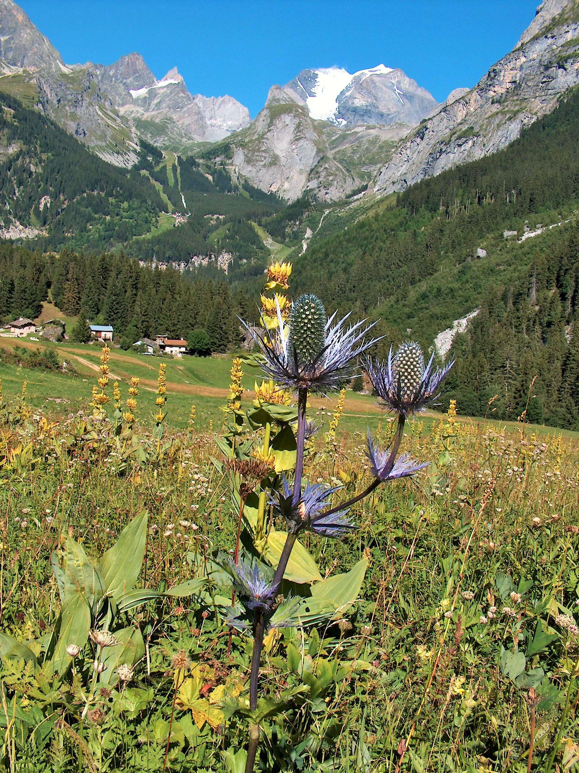 Image of Alpen-Mannstreu