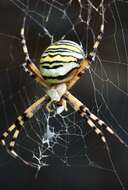 Image of Barbary Spider