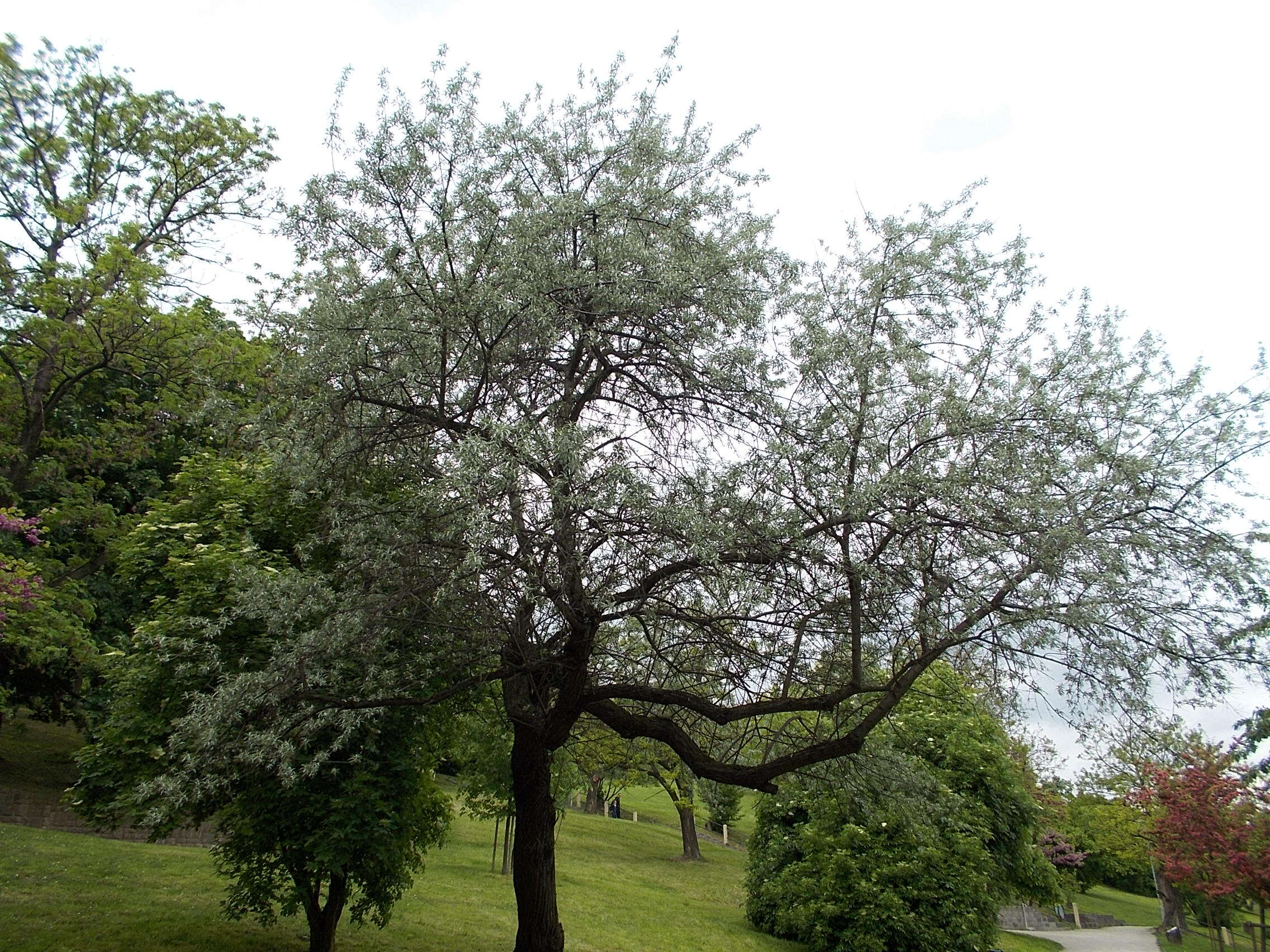 Image of Russian olive