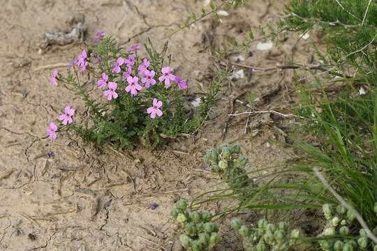 Image of Jamesbrittenia microphylla (L. fil.) O. M. Hilliard