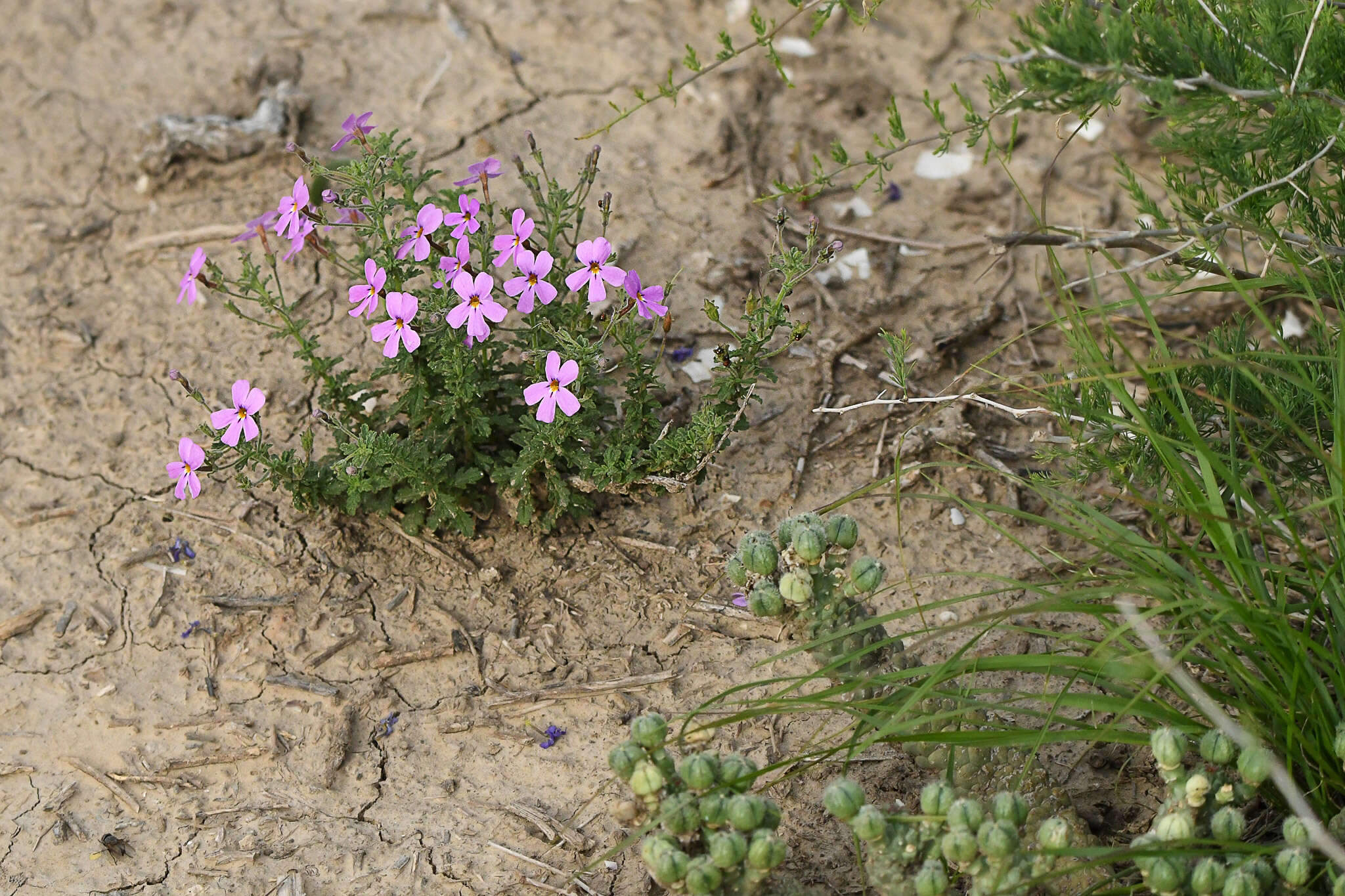 Image de Jamesbrittenia microphylla (L. fil.) O. M. Hilliard