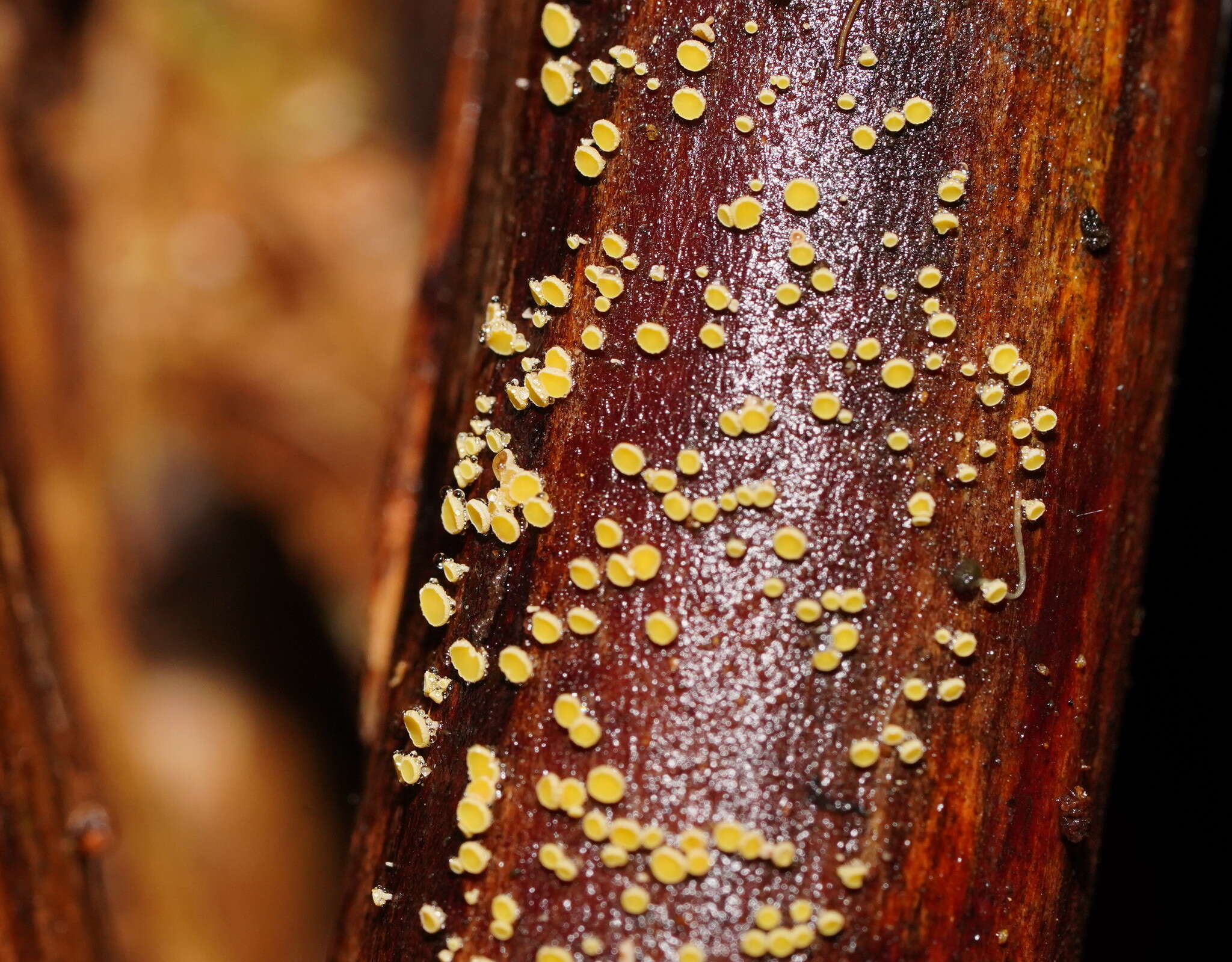 Слика од Lachnum pteridophyllum (Rodway) Spooner 1987