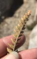 Image of lace lipfern