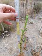 Oenothera stucchii Soldano resmi