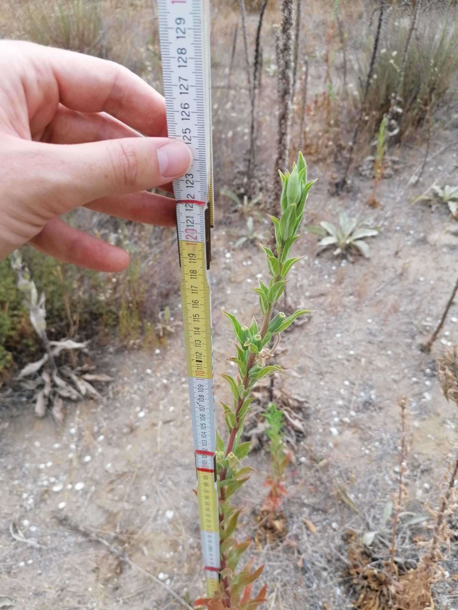 Plancia ëd Oenothera stucchii Soldano