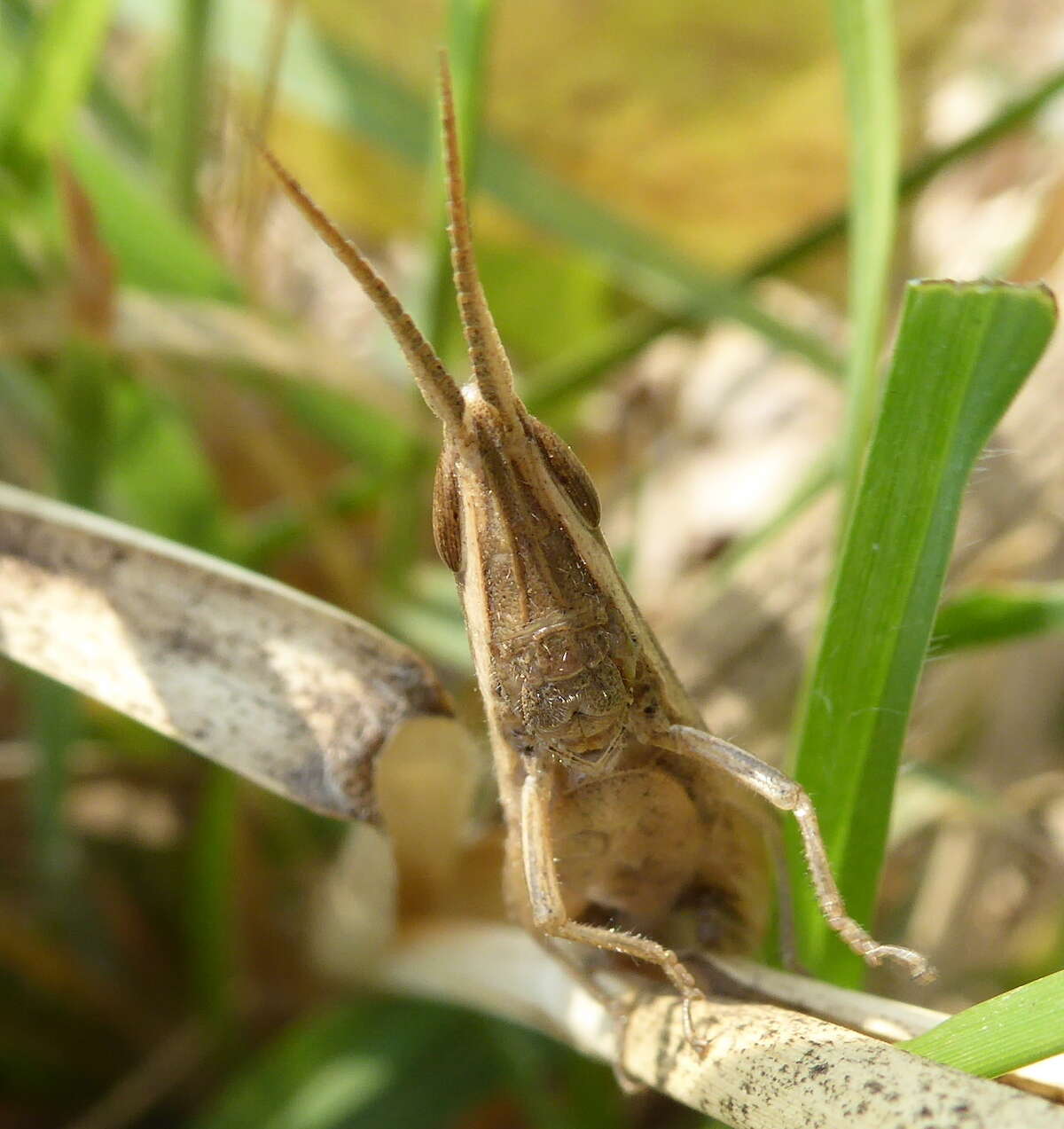 Platypternodes brevipes (Stål 1876)的圖片