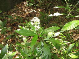 Image of Psychotria cupularis (Müll. Arg.) Standl.