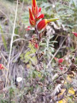 Image of Castilleja pectinata Mart. & Gall.