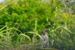 Image of Yucatan Wren