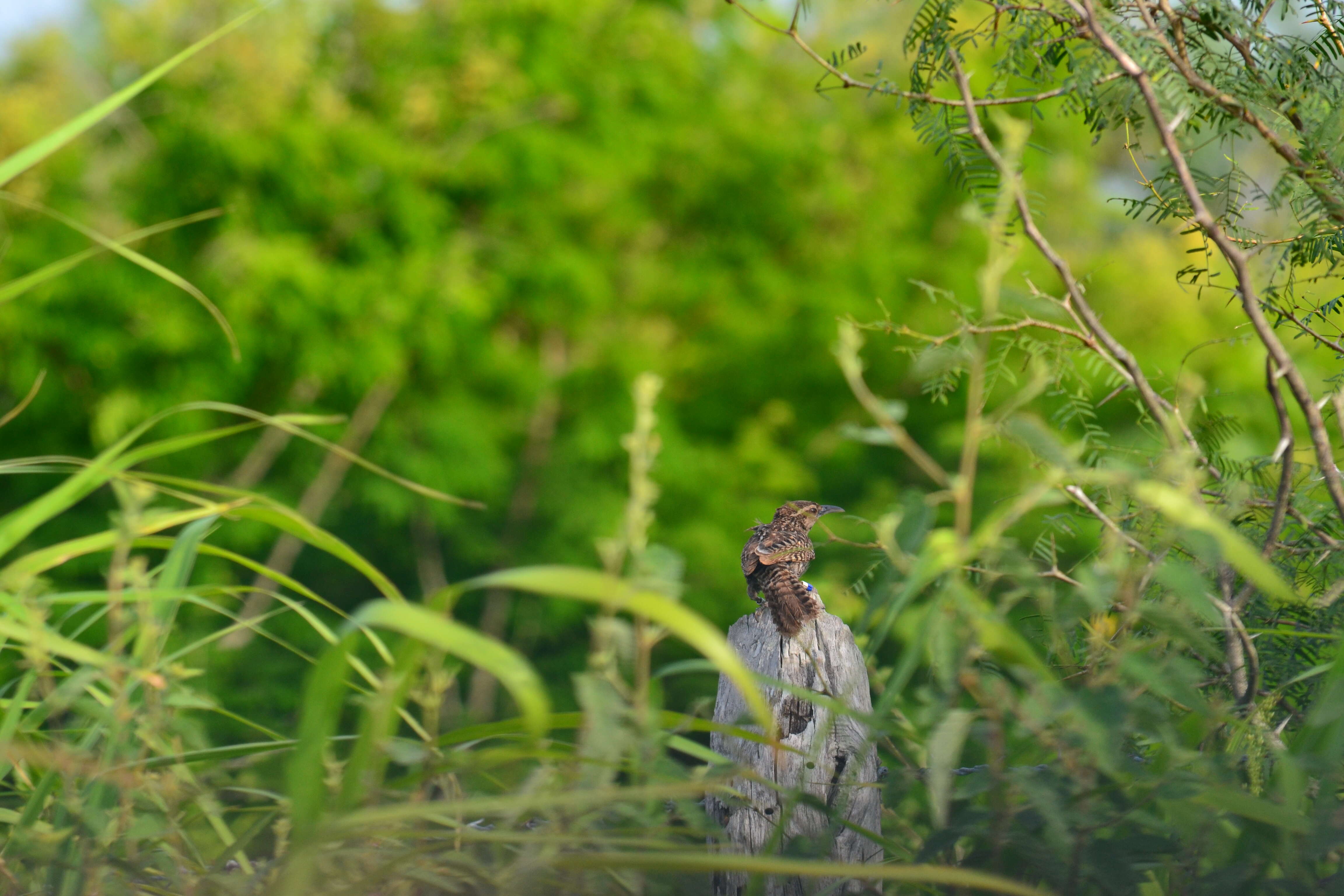 Image of Yucatan Wren