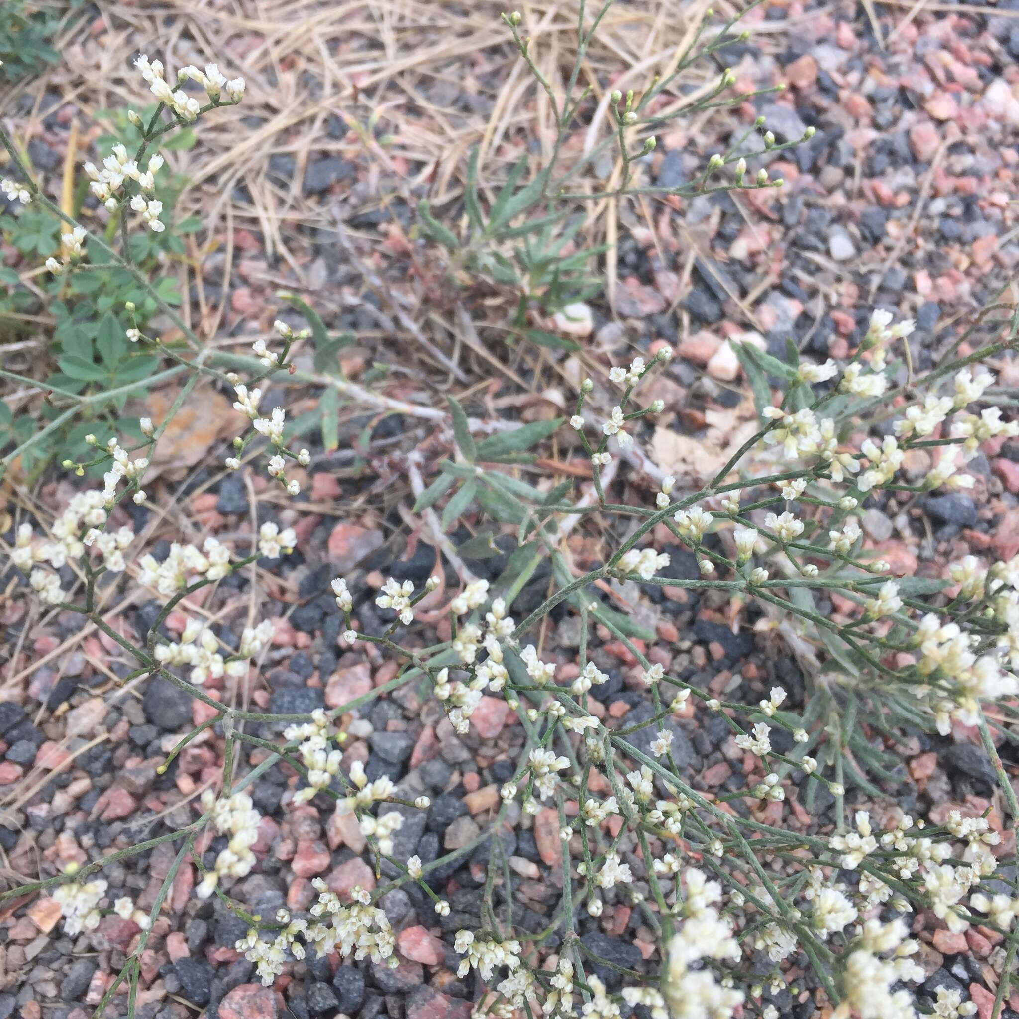 Image of spreading buckwheat