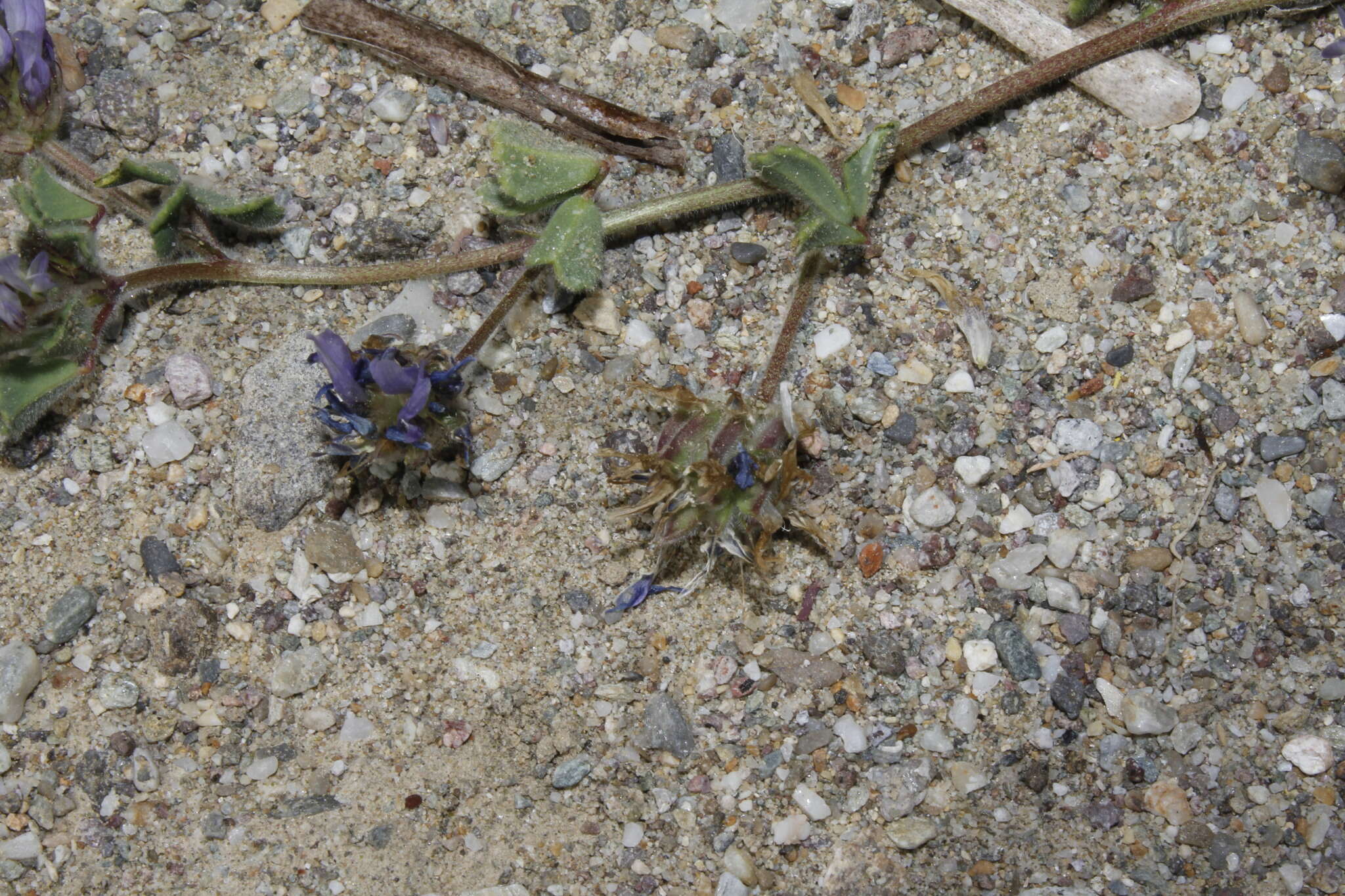 Image de Trigonella rotundifolia (Sm.) Strid