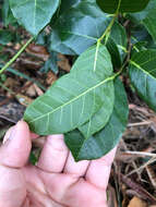 Image of Trophis scandens subsp. scandens